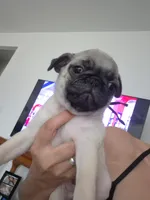 Trouble 7, a male Pug for sale in Haines City, FL – 1 of 3