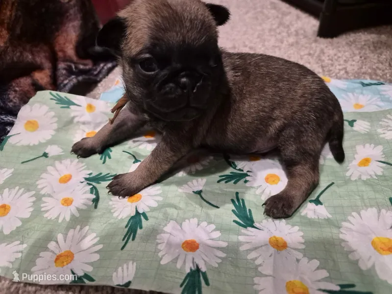 Trouble 6 – Pug puppy for sale in Haines City, FL
