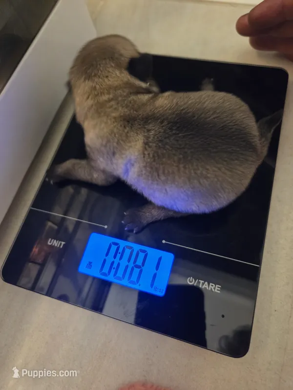 Trouble 9 – Pug puppy for sale in Haines City, FL