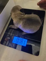 Trouble 9, a male Pug for sale in Haines City, FL – 1 of 1
