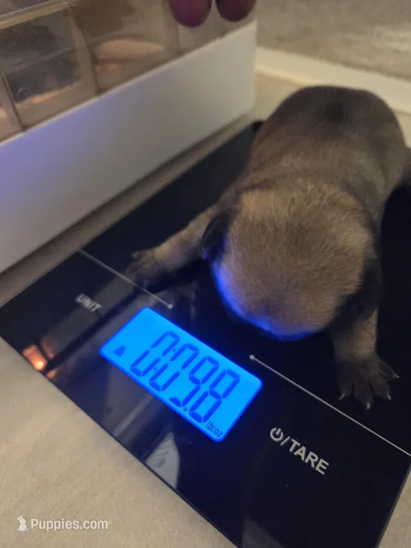 Trouble 2 – Pug puppy for sale in Haines City, FL