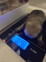 Trouble 2, a female Pug for sale in Haines City, FL – 1 of 1