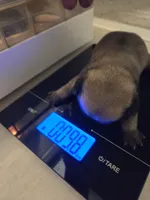 Trouble 3, a male Pug for sale in Haines City, FL – 1 of 1