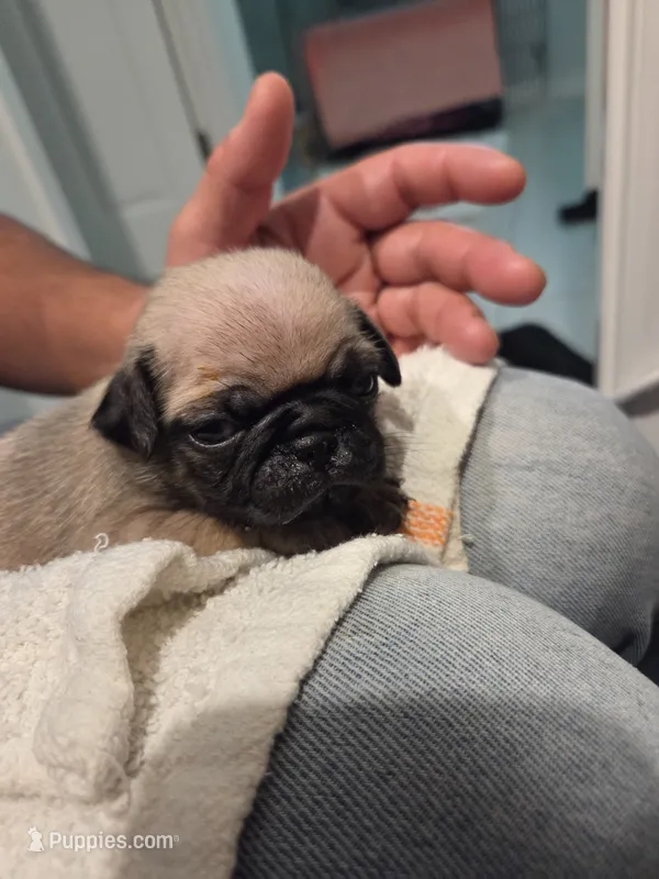 Trouble 4 – Pug puppy for sale in Haines City, FL