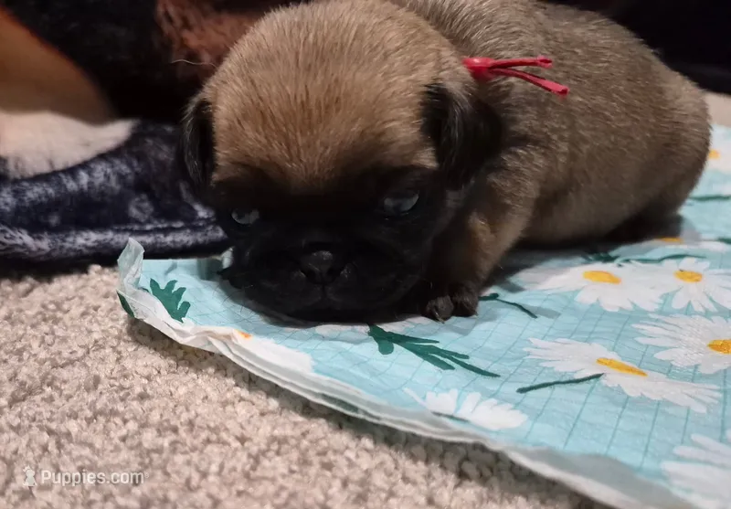 Trouble 1 – Pug puppy for sale in Haines City, FL