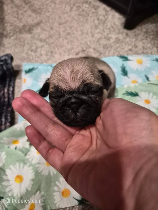 Trouble 2 – Pug puppy for sale in Haines City, FL