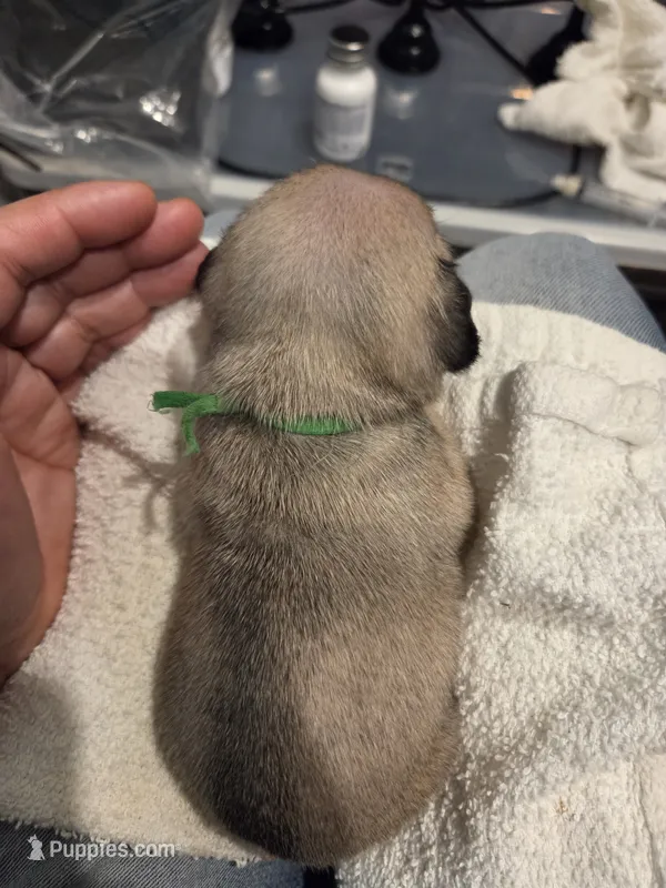 Trouble 9 – Pug puppy for sale in Haines City, FL