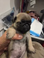 Trouble 3, a male Pug for sale in Haines City, FL – 2 of 4