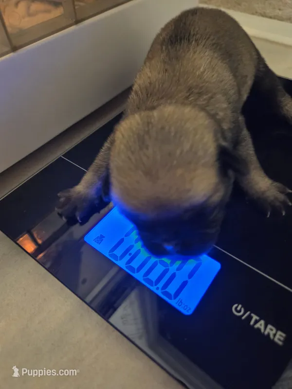 Trouble 8 – Pug puppy for sale in Haines City, FL
