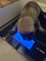 Trouble 8, a male Pug for sale in Haines City, FL – 1 of 1