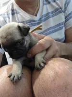Trouble 8, a male Pug for sale in Haines City, FL – 2 of 2