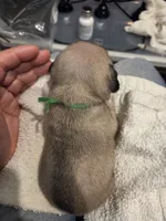 Trouble 5, a male Pug for sale in Haines City, FL – 2 of 2