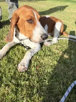 Kike, a male Beagle for sale in Buena Park, CA – 3 of 5