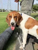 Kike, a male Beagle for sale in Buena Park, CA – 2 of 5