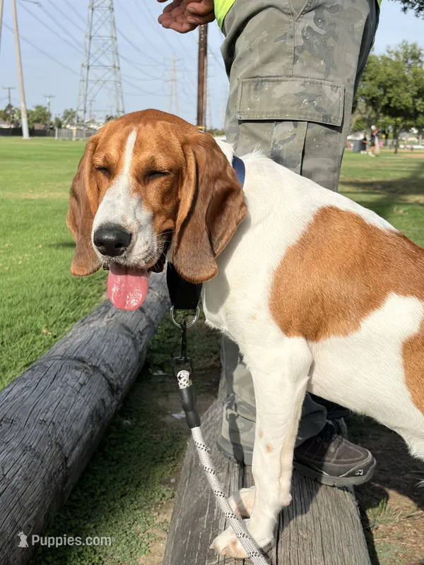 Kike – Beagle puppy for sale in Buena Park, CA