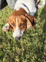 Kike, a male Beagle for sale in Buena Park, CA – 5 of 5