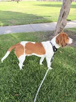 Kike, a male Beagle for sale in Buena Park, CA – 4 of 5