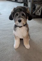 Bear, a male Cavapoo and Shorkie for sale in Elk River, MN – Photo 6 of 8