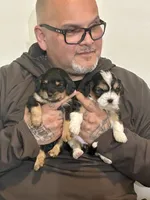 Bear, a male Cavapoo and Shorkie for sale in Elk River, MN – Photo 4 of 8