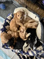 Bear, a male Cavapoo and Shorkie for sale in Elk River, MN – Photo 3 of 8