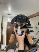 Bear, a male Cavapoo and Shorkie for sale in Elk River, MN – Photo 2 of 8