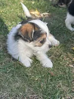Bernadette , a female Shorkie for sale in Elk River, MN – 4 of 6