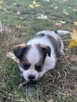 Bernadette , a female Shorkie for sale in Elk River, MN – 2 of 6