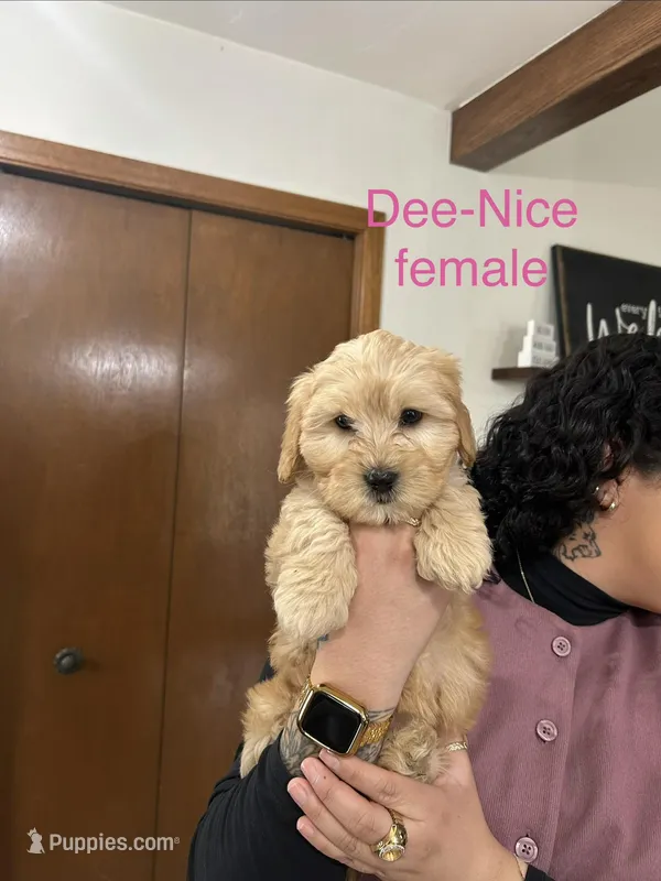 Dee-Nice  – Cavapoo, Shorkie puppy for sale in Elk River, MN