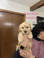 Dee-Nice , a female Cavapoo and Shorkie for sale in Elk River, MN – Photo 1 of 7