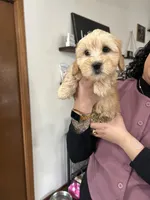 Dee-Nice , a female Cavapoo and Shorkie for sale in Elk River, MN – Photo 2 of 7