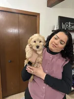 Dee-Nice , a female Cavapoo and Shorkie for sale in Elk River, MN – Photo 3 of 7