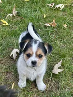Dotty, a female Shorkie for sale in Elk River, MN – 1 of 8