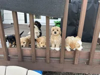 A-A-Ron AKA AARON, a male Cavapoo and Shorkie for sale in Elk River, MN – Photo 8 of 10