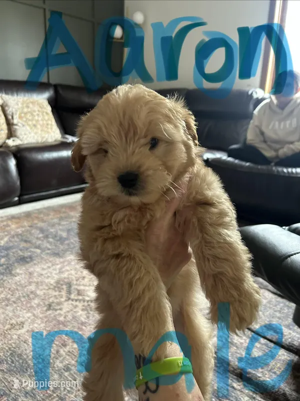 A-A-Ron AKA AARON – Cavapoo, Shorkie puppy for sale in Elk River, MN