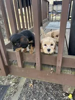 A-A-Ron AKA AARON, a male Cavapoo and Shorkie for sale in Elk River, MN – Photo 10 of 10