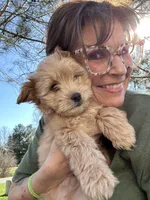 A-A-Ron AKA AARON, a male Cavapoo and Shorkie for sale in Elk River, MN – Photo 4 of 10