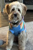 A-A-Ron AKA AARON, a male Cavapoo and Shorkie for sale in Elk River, MN – Photo 9 of 10