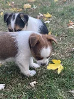 Dotty, a female Shorkie for sale in Elk River, MN – 7 of 8