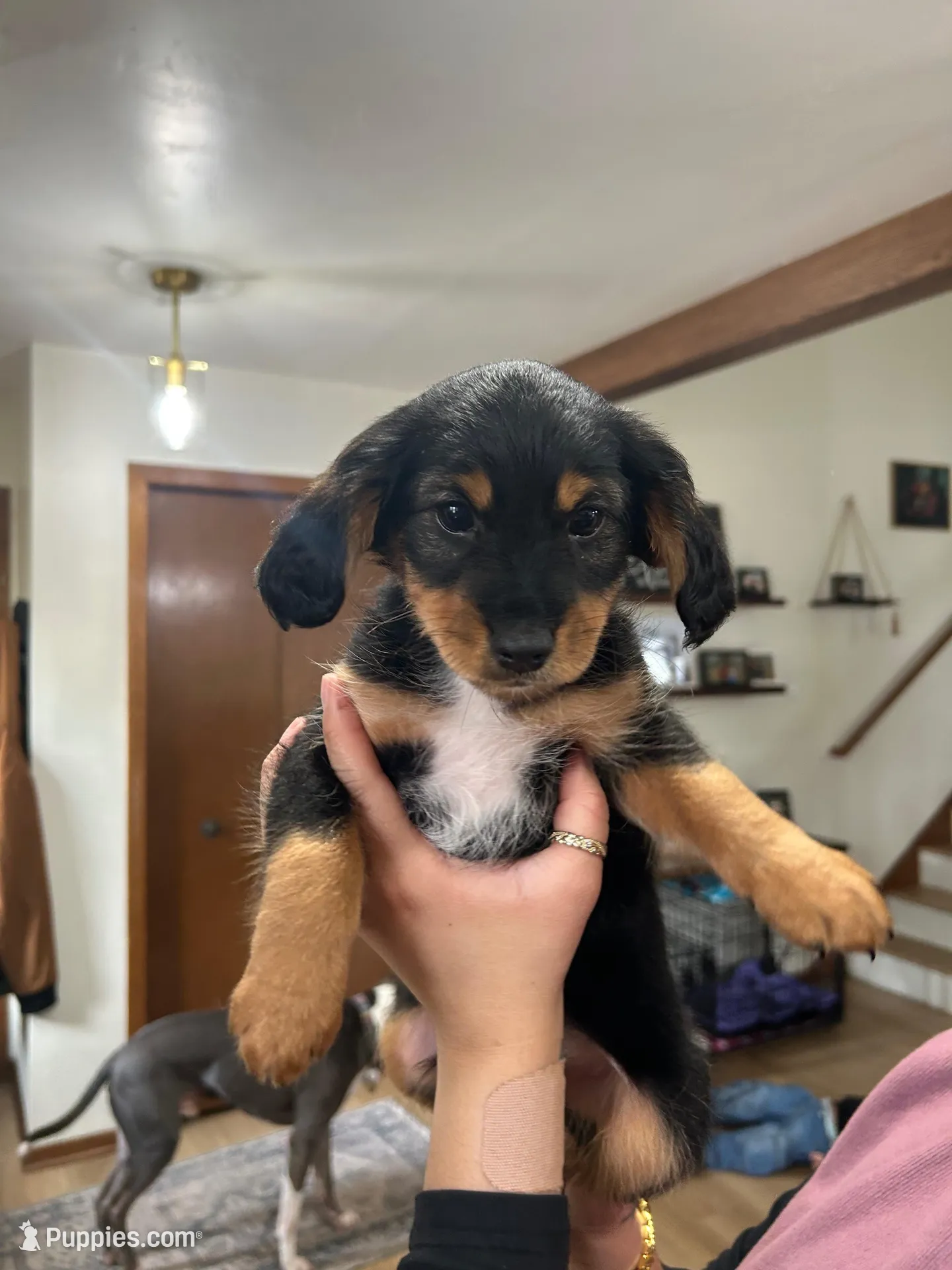 Bear, a male Cavapoo and Shorkie for sale in Elk River, MN – Photo 1 of 8