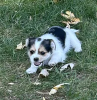 Dotty, a female Shorkie for sale in Elk River, MN – 2 of 8