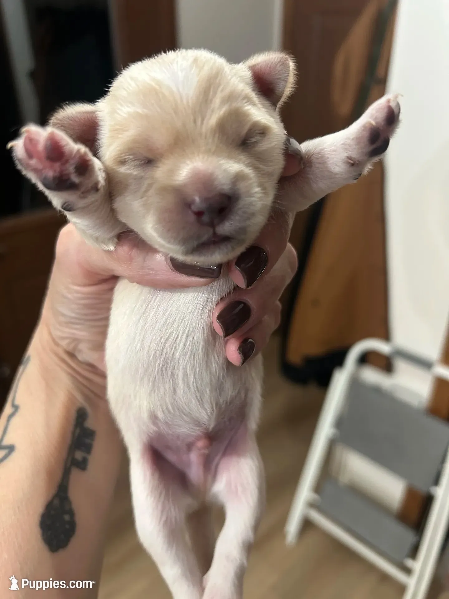 Blizzard, a male Shorkie for sale in Elk River, MN – 2 of 10