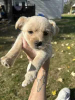 Blizzard, a male Shorkie for sale in Elk River, MN – 3 of 10