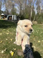 Blizzard, a male Shorkie for sale in Elk River, MN – 4 of 10