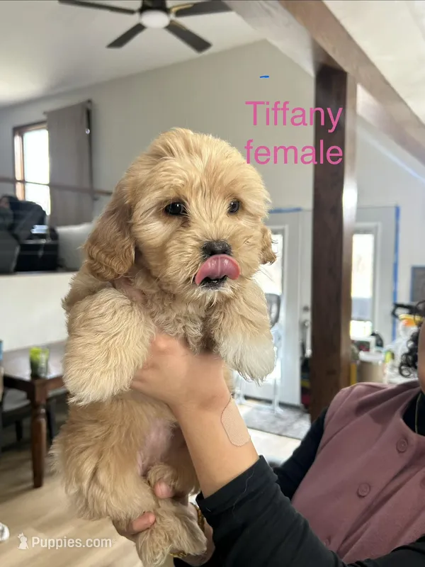 Tiffany – Cavapoo, Shorkie puppy for sale in Elk River, MN