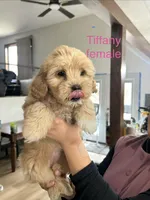 Tiffany, a female Cavapoo and Shorkie for sale in Elk River, MN – Photo 1 of 6