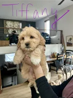 Tiffany, a female Cavapoo and Shorkie for sale in Elk River, MN – Photo 2 of 6
