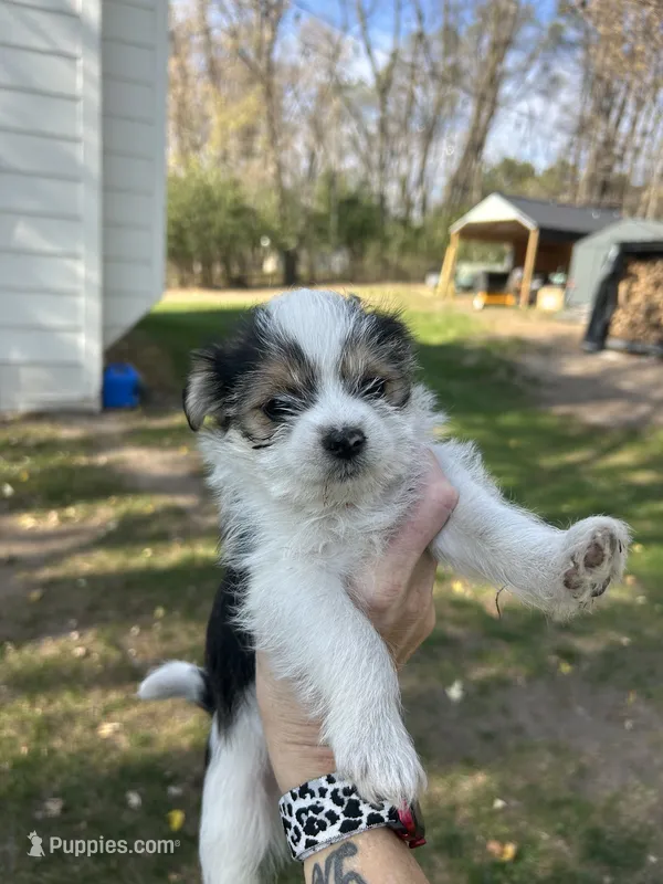 Bernard – Shorkie puppy for sale in Elk River, MN