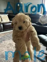 A-A-Ron, a male Cavapoo and Shorkie for sale in Elk River, MN – Photo 1 of 7