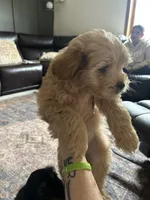 A-A-Ron, a male Cavapoo and Shorkie for sale in Elk River, MN – Photo 2 of 7