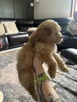 A-A-Ron, a male Cavapoo and Shorkie for sale in Elk River, MN – Photo 3 of 7